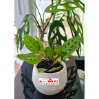 Calathea Levonero Kalatea Calatea Kalathea CLT-LEV-0510