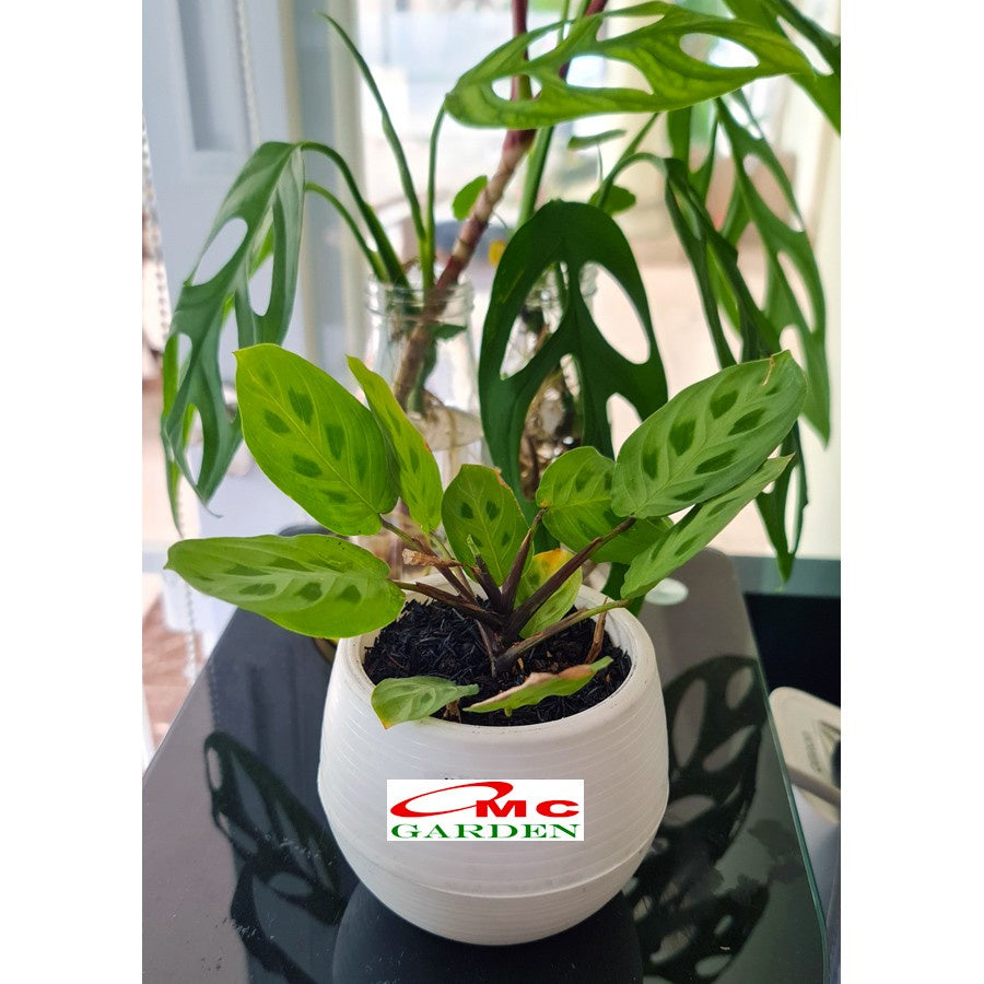 Calathea Levonero Kalatea Calatea Kalathea CLT-LEV-0510