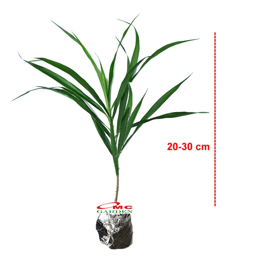 Tanaman Suji Daun Hijau Dracaena Angustifolia Pandan Obat Herbal 2030
