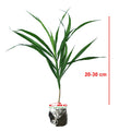 Tanaman Suji Daun Hijau Dracaena Angustifolia Pandan Obat Herbal 2030