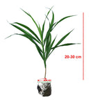 Tanaman Suji Daun Hijau Dracaena Angustifolia Pandan Obat Herbal 2030
