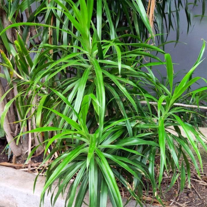 Tanaman Suji Daun Hijau Dracaena Angustifolia Pandan Obat Herbal 3050