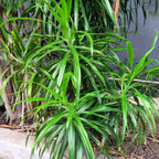 Tanaman Suji Daun Hijau Dracaena Angustifolia Pandan Obat Herbal 3050
