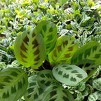 Calathea Levonero Kalatea Calatea Kalathea CLT-LEV-001