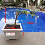 Tanaman Hias Pohon Bonsai Mame Beringin Korea Mini Dolar B-BK-019