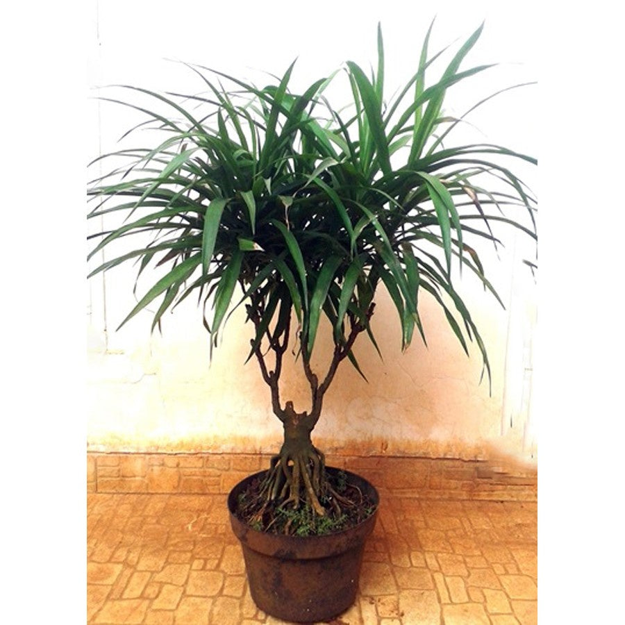 Tanaman Suji Daun Hijau Dracaena Angustifolia Pandan Obat Herbal 2030