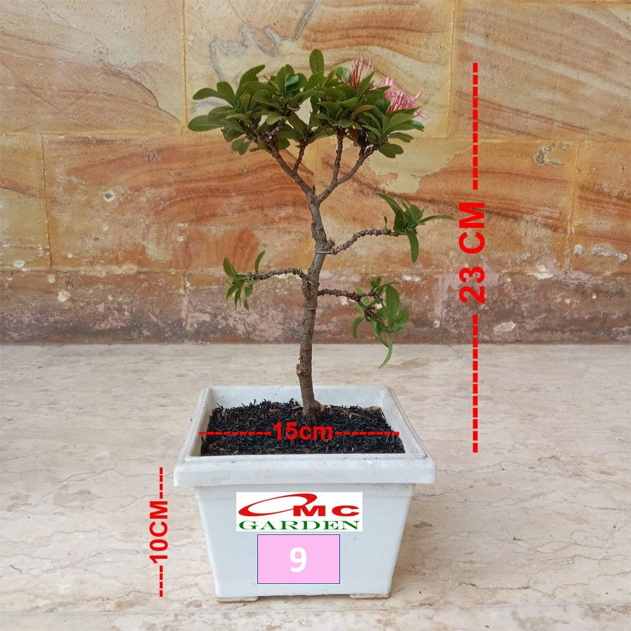 Tanaman Hias Bonsai Bonsae Mame Soka Mini Asoka Jepang Ixora Pink Jambon B-SMP-007