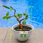 Tanaman Hias Pohon Bonsai Bonsae Mame Beringin Korea Mini Dolar B-BK-009