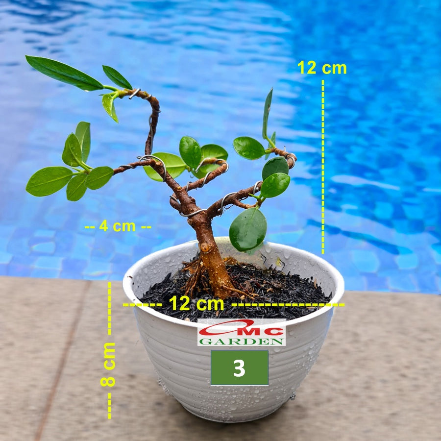 Tanaman Hias Pohon Bonsai Bonsae Mame Beringin Korea Mini Dolar B-BK-009