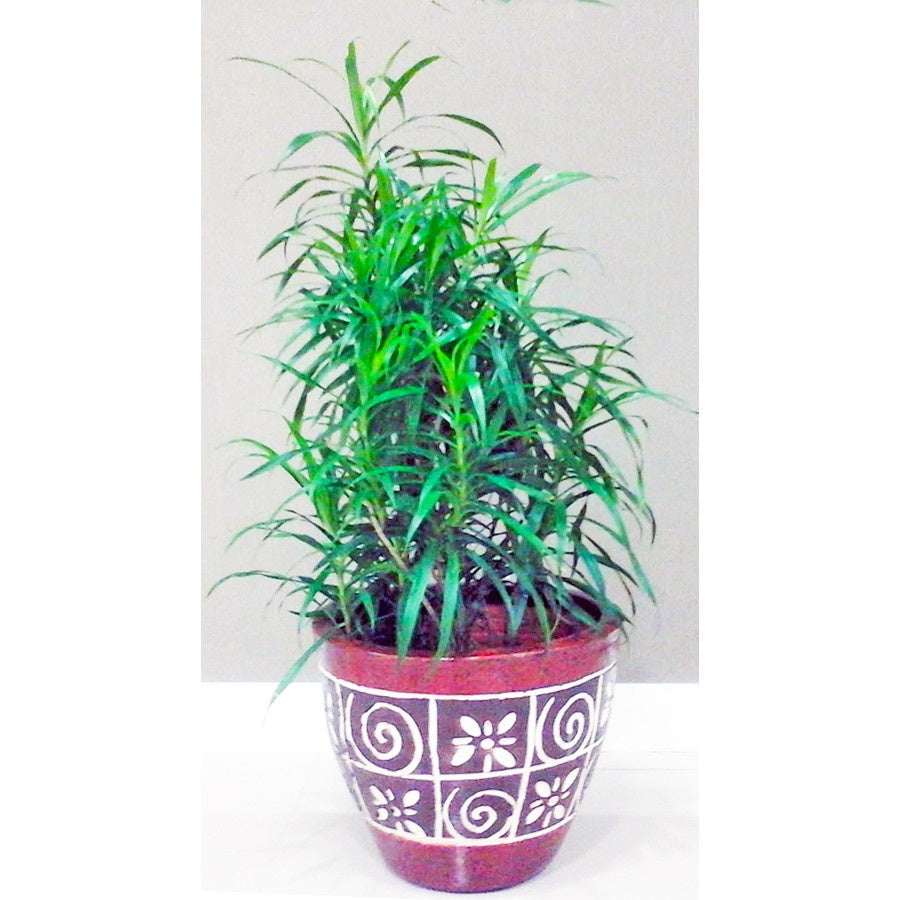 Tanaman Suji Daun Hijau Dracaena Angustifolia Pandan Obat Herbal 2030