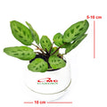 Calathea Levonero Kalatea Calatea Kalathea CLT-LEV-001