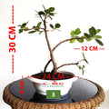Tanaman Hias Pohon Bonsai Mame Beringin Korea Mini Dolar B-BK-017