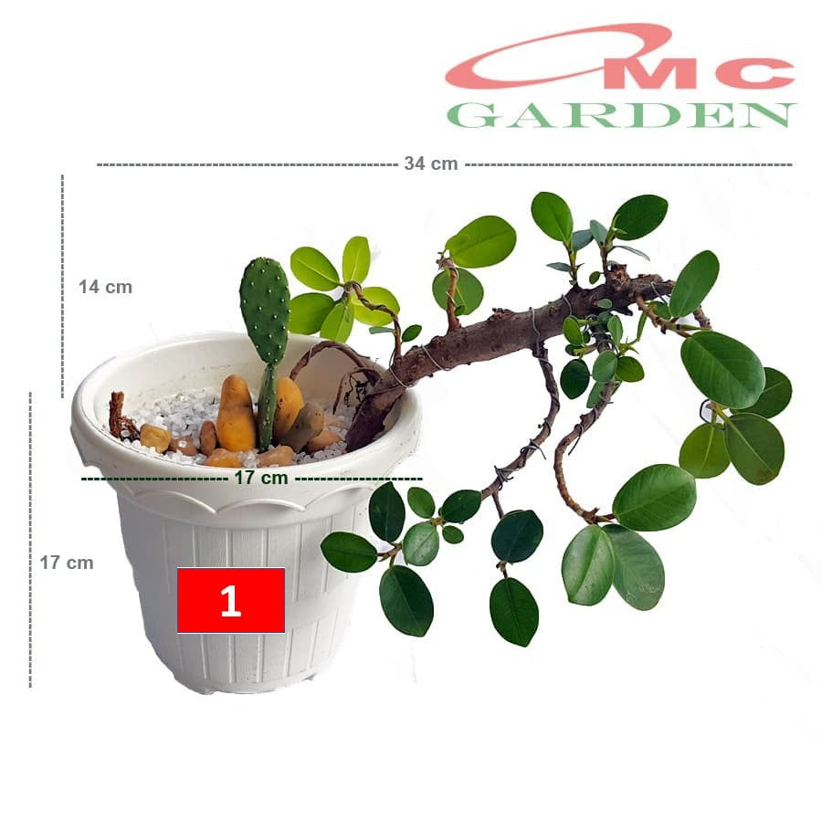 Tanaman Hias Pohon Bonsai Mame Beringin Korea Mini Dolar Kaktus Centong B-BK-003