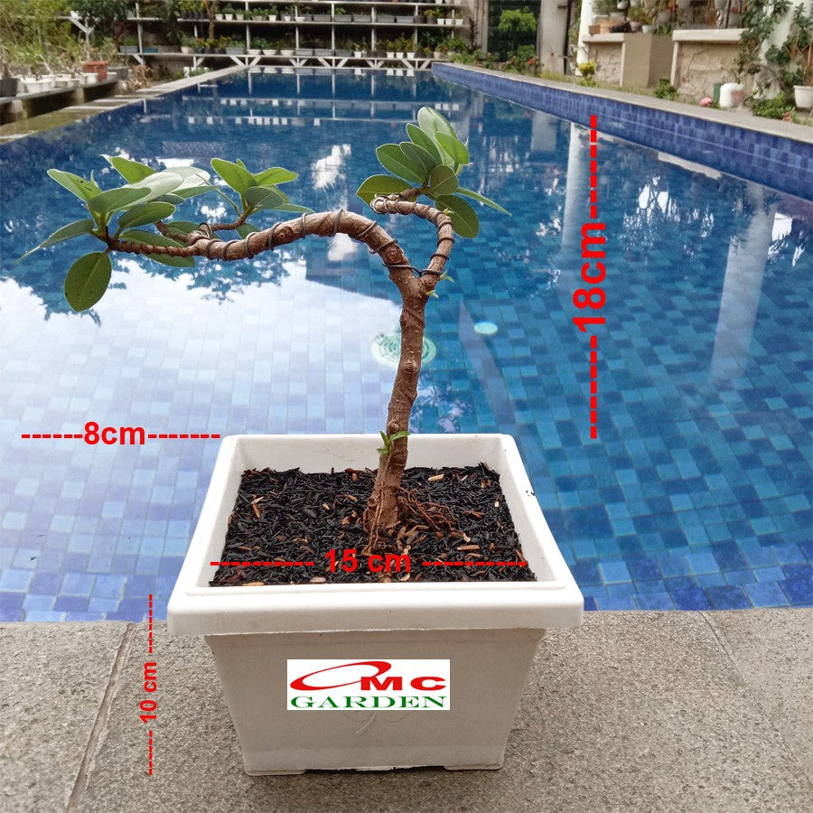 Tanaman Hias Pohon Bonsai Mame Beringin Korea Mini Dolar B-BK-019