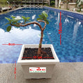 Tanaman Hias Pohon Bonsai Mame Beringin Korea Mini Dolar B-BK-019