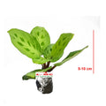 Calathea Levonero Kalatea Calatea Kalathea CLT-LEV-0510