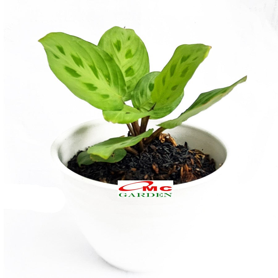 Calathea Levonero Kalatea Calatea Kalathea CLT-LEV-0510