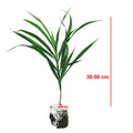Tanaman Suji Daun Hijau Dracaena Angustifolia Pandan Obat Herbal 3050