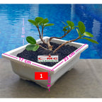 Tanaman Hias Pohon Bonsai Mame Beringin Korea Mini Dolar B-BK-014