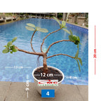 Tanaman Hias Pohon Bonsai Mame Beringin Korea Mini Dolar B-BK-012