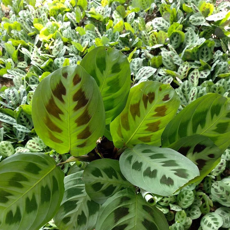 Calathea Levonero Kalatea Calatea Kalathea CLT-LEV-0510