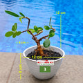 Tanaman Hias Pohon Bonsai Bonsae Mame Beringin Korea Mini Dolar B-BK-009