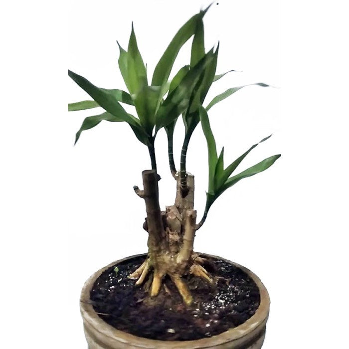 Tanaman Suji Daun Hijau Dracaena Angustifolia Pandan Obat Herbal 3050