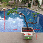Tanaman Hias Pohon Bonsai Mame Beringin Korea Mini Dolar B-BK-001