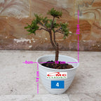 Tanaman Hias Bonsai Bonsae Mame Soka Mini Asoka Jepang Ixora Pink Jambon B-SMP-005