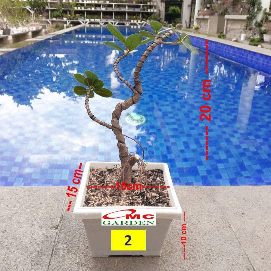 Tanaman Hias Pohon Bonsai Mame Beringin Korea Mini Dolar B-BK-016
