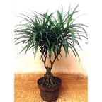 Tanaman Suji Daun Hijau Dracaena Angustifolia Pandan Obat Herbal 3050