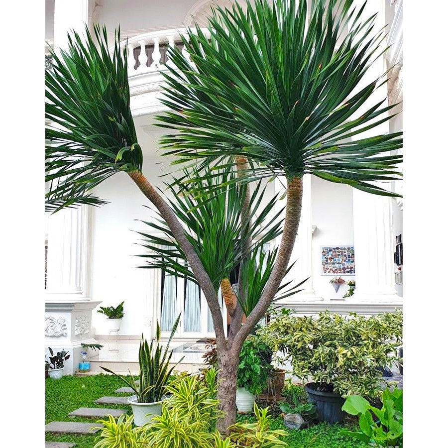 Bonsai Pandan Bali Pohon Bonsae Tanaman Hias B-PDB-002