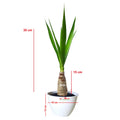 Bonsai Pandan Bali Pohon Bonsae Tanaman Hias B-PDB-002