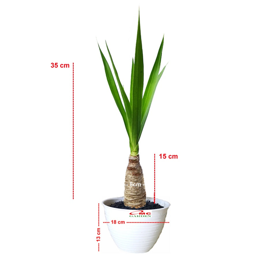 Bonsai Pandan Bali Pohon Bonsae Tanaman Hias B-PDB-002