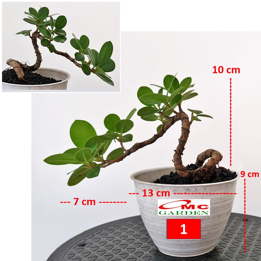 Tanaman Hias Pohon Bonsai Bonsae Mame Beringin Korea Mini Dolar B-BK-009