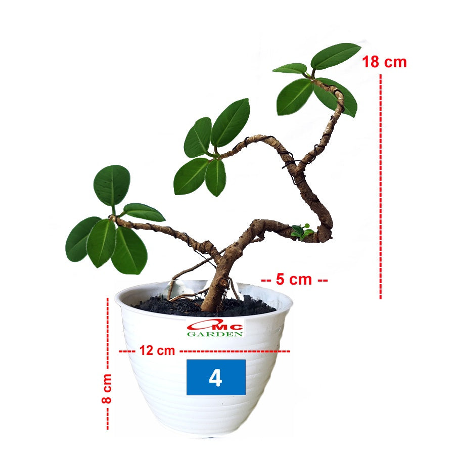 Tanaman Hias Pohon Bonsai Bonsae Mame Beringin Korea Mini Dolar B-BK-009