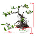 Bonsai Beringin Lokal Local Iprik Kimeng Ficus Microcarpa Bonsae B-BR-001