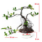 Bonsai Beringin Lokal Local Iprik Kimeng Ficus Microcarpa Bonsae B-BR-001