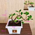 Tanaman Hias Pohon Bonsai Mame Beringin Korea Mini Dolar B-BK-010