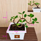 Tanaman Hias Pohon Bonsai Mame Beringin Korea Mini Dolar B-BK-010