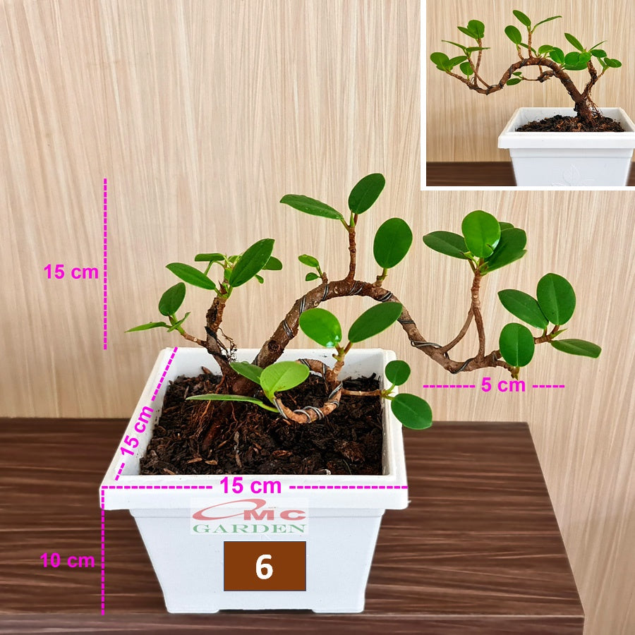Tanaman Hias Pohon Bonsai Mame Beringin Korea Mini Dolar B-BK-010