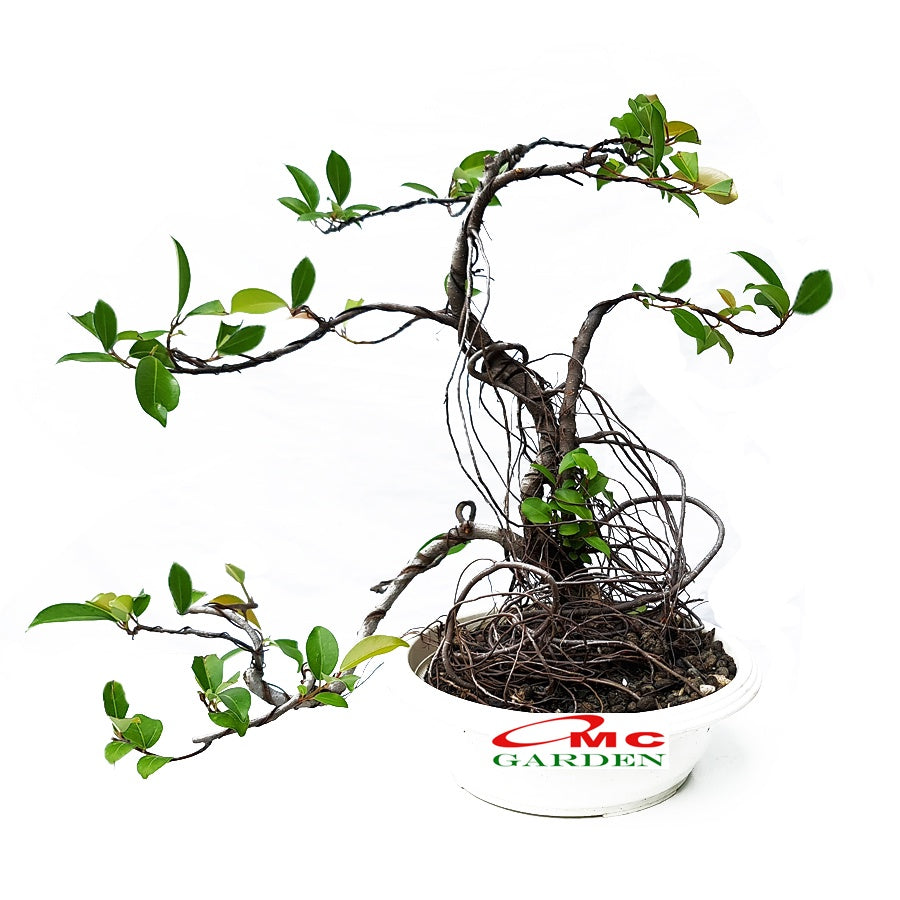 Bonsai Beringin Lokal Local Iprik Kimeng Ficus Microcarpa Bonsae B-BR-001