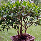 Bonsai Beringin Lokal Local Iprik Kimeng Ficus Microcarpa Bonsae B-BR-001