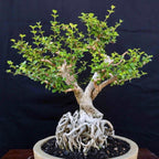 Bonsai Bonsae Mirten Mame Melati Jepang Tanaman Hias 001