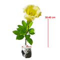 Bunga Cangkir Mas Terompet Solandra Grandiflora Tanaman Hias 3040