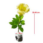 Bunga Cangkir Mas Terompet Solandra Grandiflora Tanaman Hias 3040