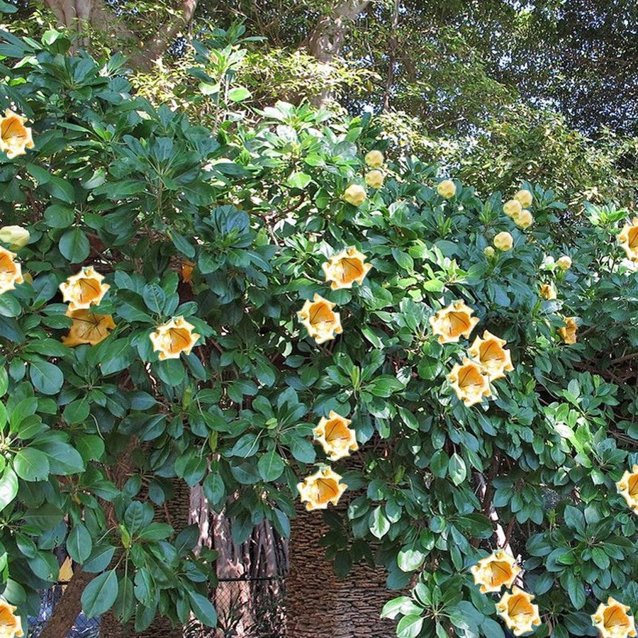 Bunga Cangkir Mas Terompet Solandra Grandiflora Tanaman Hias 3040