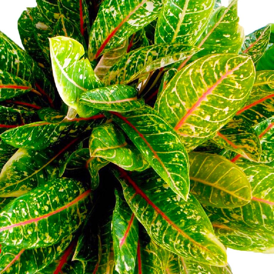 Aglonema Dona Carmen Donacarmen Sri Rejeki Srirejeki Tanaman Hias 2530