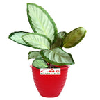 Calathea Corona Silver Black Silverbak Dark Star Darkstar Kalatea 0510