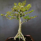 Bonsai Bonsae Mirten Mame Melati Jepang Tanaman Hias 001